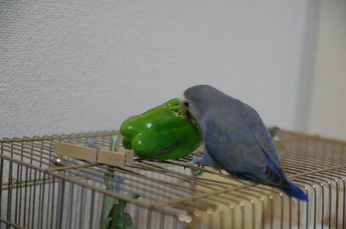 チャッピー ベランダ菜園