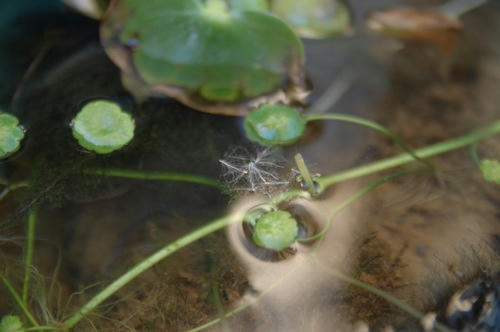 チャッピー ベランダ菜園