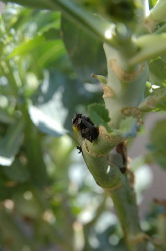 チャッピー ベランダ菜園