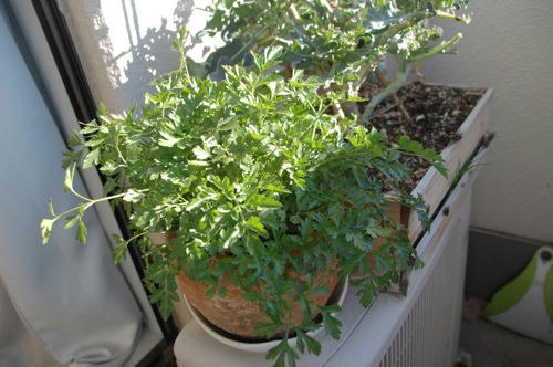 チャッピー ベランダ菜園