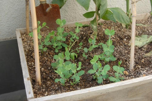 チャッピー ベランダ菜園