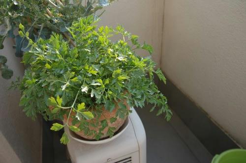 チャッピー ベランダ菜園