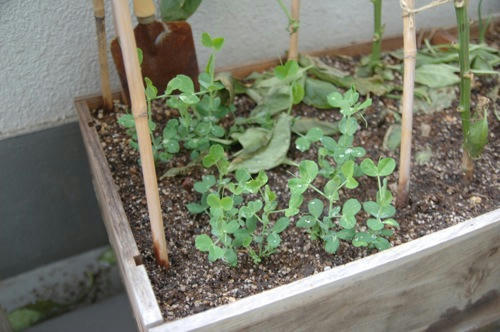チャッピー ベランダ菜園