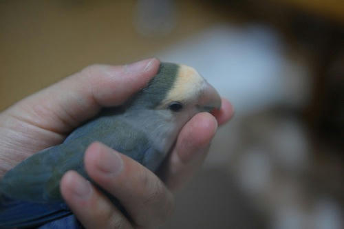 チャッピー ベランダ菜園