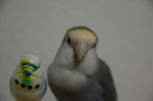 チャッピー ベランダ菜園