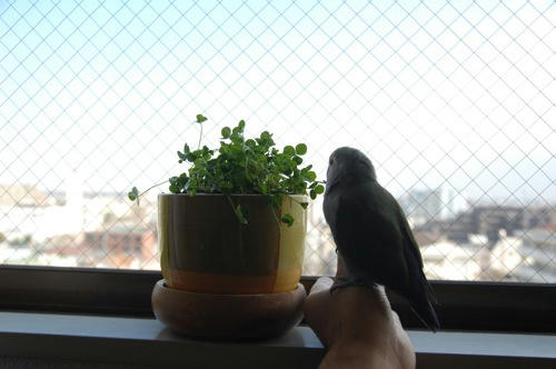 チャッピー ベランダ菜園