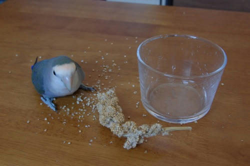 チャッピー ベランダ菜園