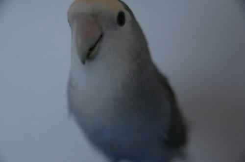 チャッピー ベランダ菜園