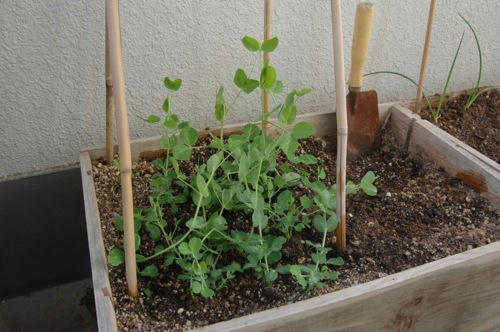 チャッピー ベランダ菜園