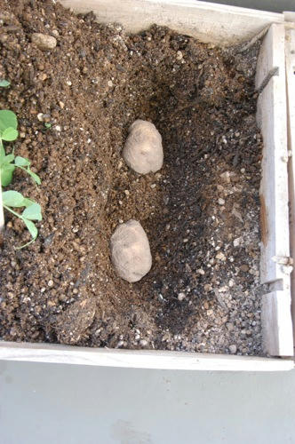 チャッピー ベランダ菜園