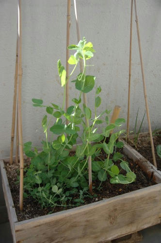 チャッピー ベランダ菜園