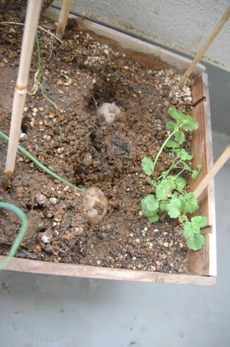 チャッピー ベランダ菜園