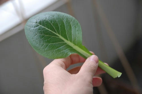 チャッピー ベランダ菜園