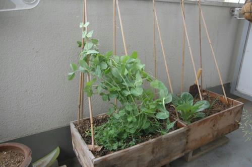 チャッピー ベランダ菜園