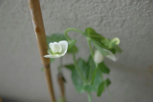チャッピー ベランダ菜園