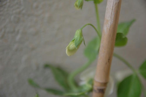 チャッピー ベランダ菜園