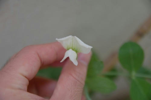 チャッピー ベランダ菜園