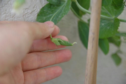 チャッピー ベランダ菜園