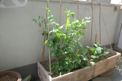 チャッピー ベランダ菜園