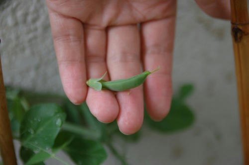 チャッピー ベランダ菜園