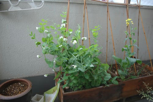 チャッピー ベランダ菜園