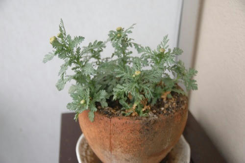 チャッピー ベランダ菜園