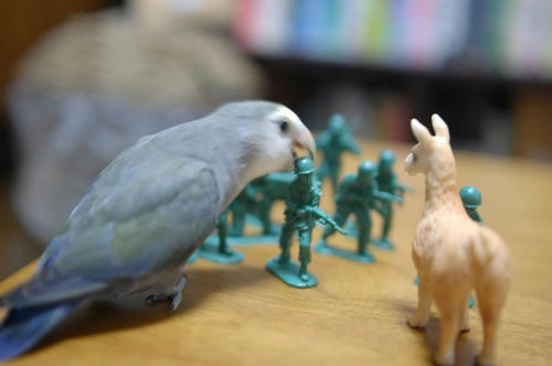 チャッピー ベランダ菜園
