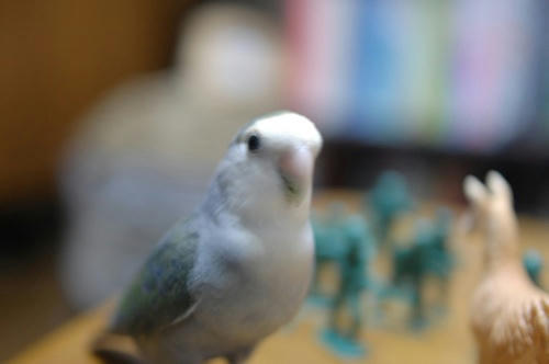 チャッピー ベランダ菜園