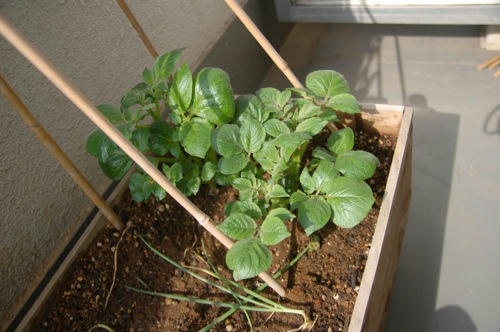 チャッピー ベランダ菜園