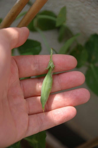 チャッピー ベランダ菜園
