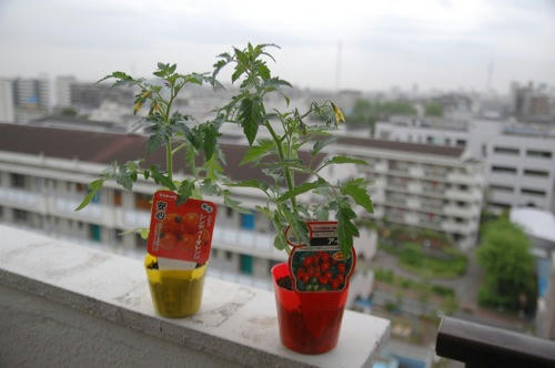 チャッピー ベランダ菜園