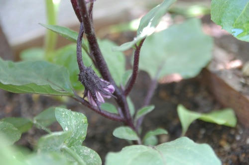 チャッピー ベランダ菜園