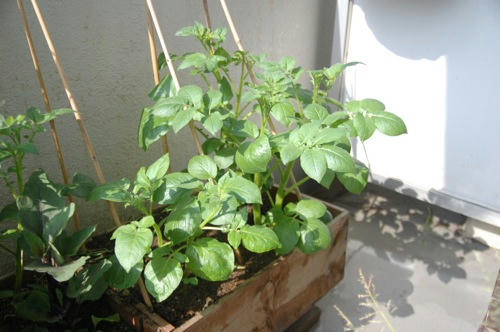 チャッピー ベランダ菜園