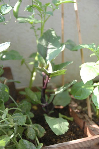チャッピー ベランダ菜園