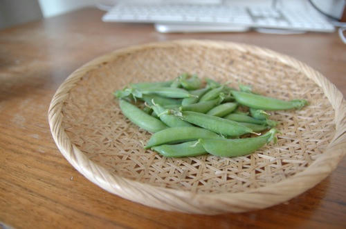 チャッピー ベランダ菜園