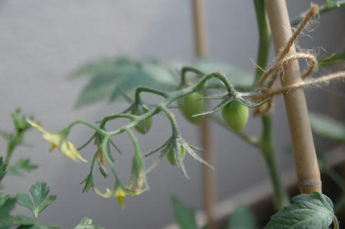 チャッピー ベランダ菜園