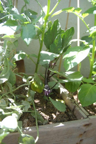 チャッピー ベランダ菜園