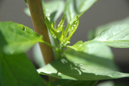 チャッピー ベランダ菜園