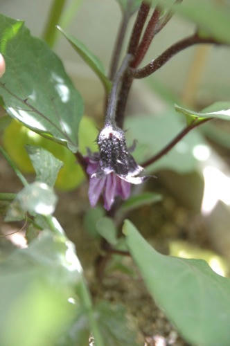チャッピー ベランダ菜園