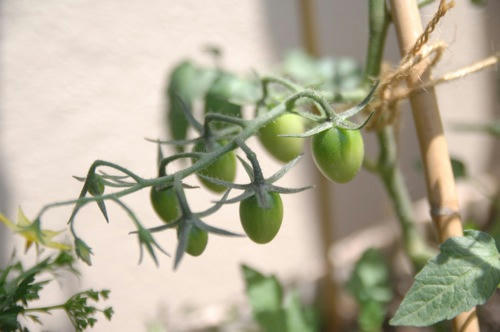 チャッピー ベランダ菜園