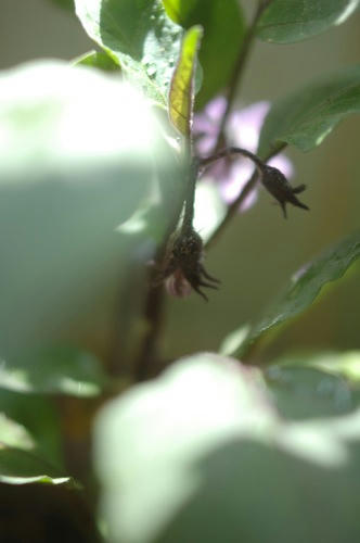 チャッピー ベランダ菜園