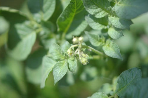 チャッピー ベランダ菜園