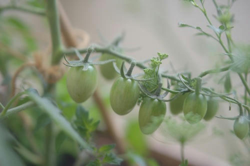 チャッピー ベランダ菜園