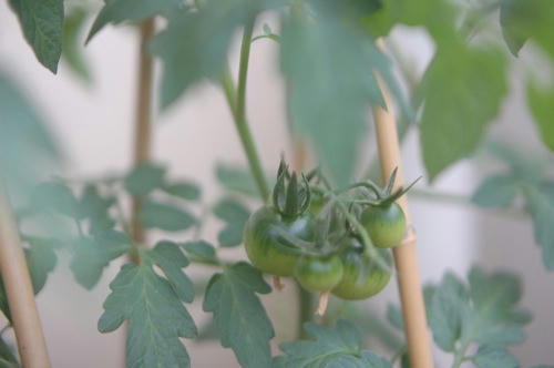 チャッピー ベランダ菜園