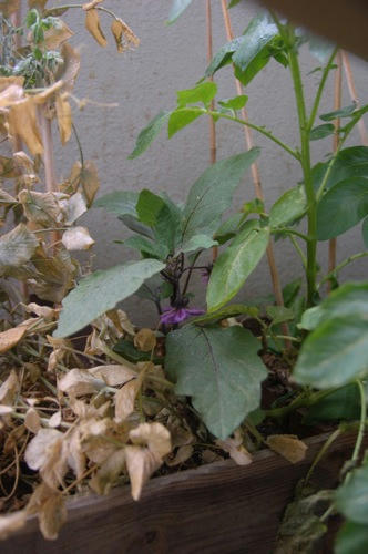 チャッピー ベランダ菜園