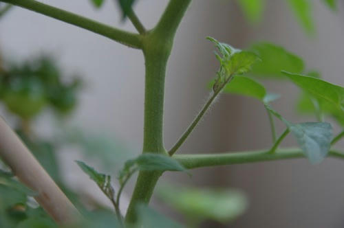 チャッピー ベランダ菜園