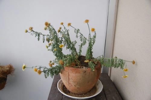 チャッピー ベランダ菜園