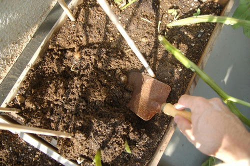 チャッピー ベランダ菜園