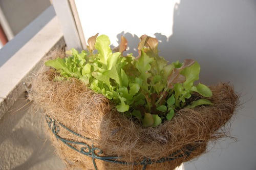 チャッピー ベランダ菜園