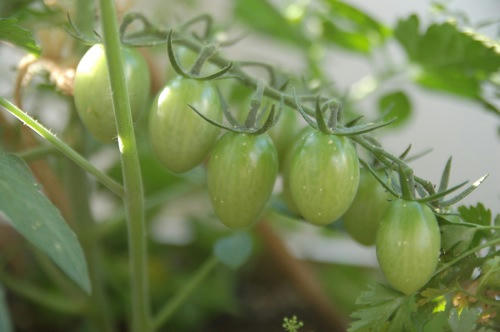 チャッピー ベランダ菜園